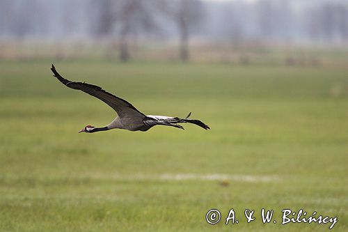 żuraw Grus grus