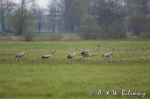 żuraw Grus grus