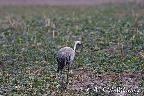 żuraw Grus grus