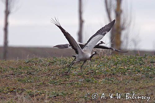 żuraw Grus grus