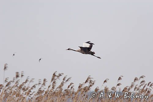 żuraw Grus grus