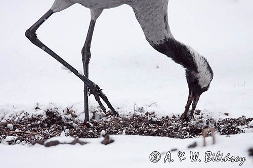 żuraw Grus grus na śniegu