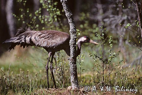 żuraw, Grus grus, na gnieździe