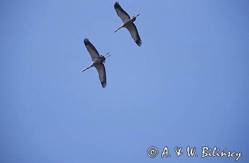 żurawie, Grus grus