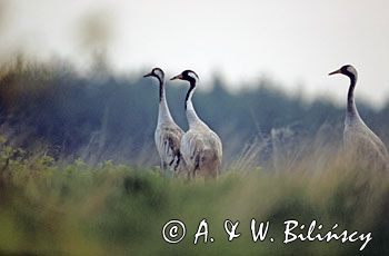 żurawie, Grus grus