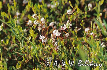 żurawina błotna Vaccinium oxycoccos) kwiaty