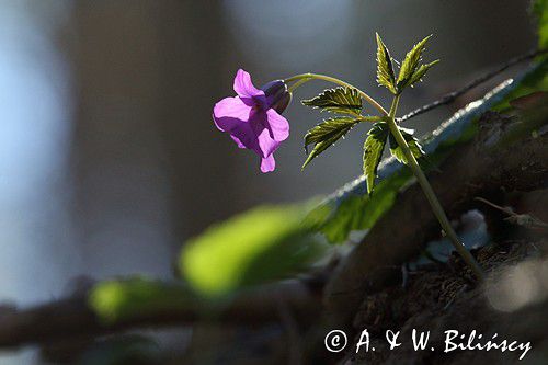 żywiec gruczołowaty Dentaria glandulosa