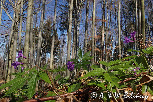 Buczyna karpacka, żywiec gruczołowaty Dentaria glandulosa