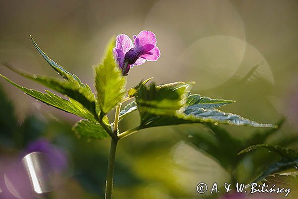 żywiec gruczołowaty Dentaria glandulosa