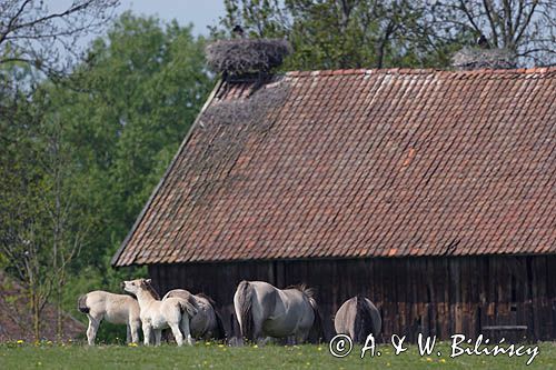 żywkowo, bociania wieś, bocian biały/ciconia ciconia/, Warmia