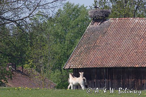 żywkowo, bociania wieś, bocian biały/ciconia ciconia/, Warmia