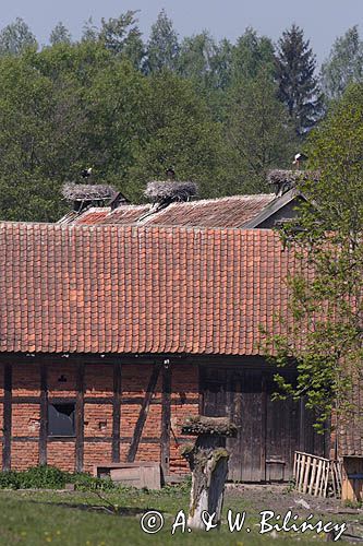 żywkowo, bociania wieś, bocian biały/ciconia ciconia/, Warmia