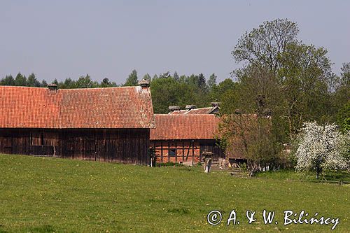 żywkowo, bociania wieś, bocian biały/ciconia ciconia/, Warmia