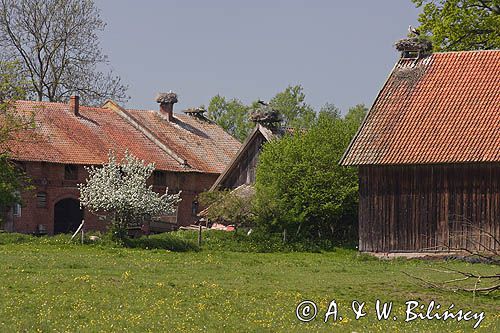 żywkowo, bociania wieś, bocian biały/ciconia ciconia/, Warmia