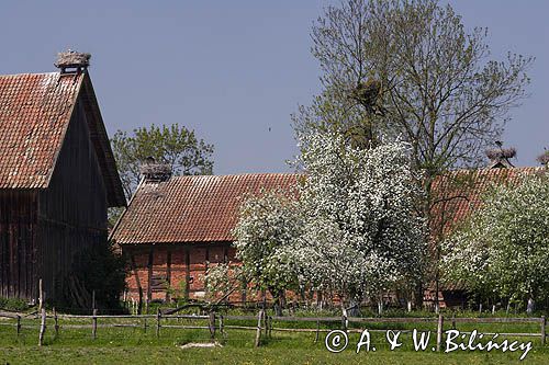 żywkowo, bociania wieś, bocian biały/ciconia ciconia/, Warmia