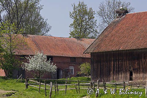 żywkowo, bociania wieś, bocian biały/ciconia ciconia/, Warmia