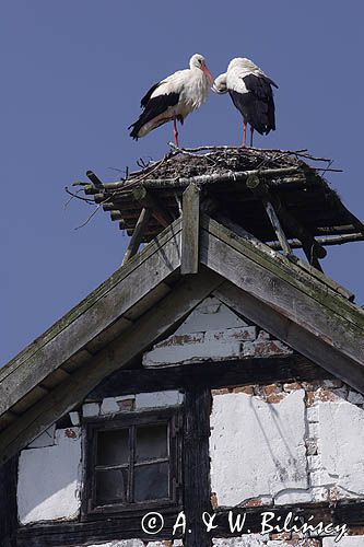 żywkowo, bociania wieś, bocian biały/ciconia ciconia/, Warmia