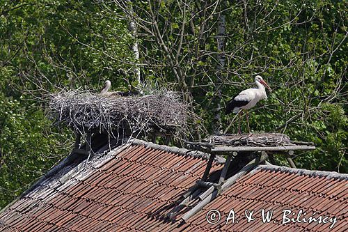 żywkowo, bociania wieś, bocian biały/ciconia ciconia/, Warmia