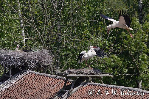 żywkowo, bociania wieś, bocian biały/ciconia ciconia/, Warmia