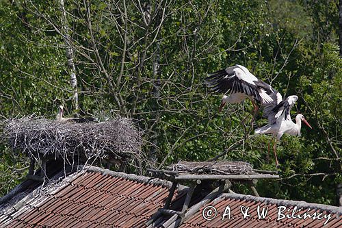 żywkowo, bociania wieś, bocian biały/ciconia ciconia/, Warmia