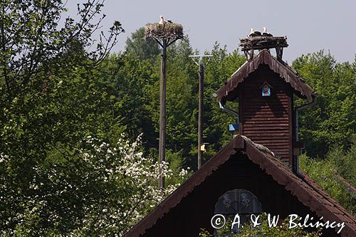 żywkowo, bociania wieś, bocian biały/ciconia ciconia/, Warmia