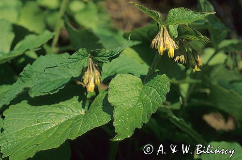 żywokost sercowaty Symphytum cordatum)