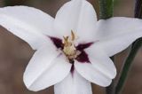 Acidantera dwubarwna - Acidanthera bicolor