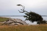Aebelo, jałowiec smagany wiatrami, Kattegat, Dania