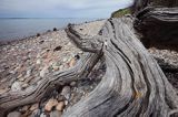 Aebelo, martwe drzewo na plaży, Kattegat, Dania