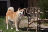 młody pies japońskiej rasy Akita inu