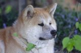 młody pies japońskiej rasy Akita inu