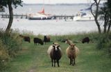 Owce na wyspie Huso na Alandach, Alandy, Finlandia