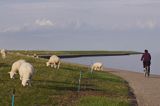 owce i ścieżka rowerowa na wybrzeżu wyspy Ameland, Wyspy Fryzyjskie, Holandia, Waddensee