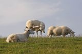 owce, Wyspa Ameland, Wyspy Fryzyjskie, Holandia, Waddensee, Morze Wattowe