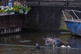 gniazdo łyski w kanale w centrum, Amsterdam, Holandia /Fulica atra/