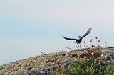 Świergotek skalny, Anthus petrosus littoralis, Anthus spinoletta petrosus