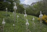 Asphodelus ramosus, Asfodel gałezisty, Fuente De, Kantabria, Picos de Europa, Hiszpania