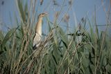 Bączek, Ixobrychus minutus, samiec