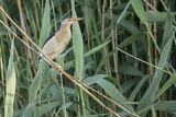 Bączek, Ixobrychus minutus, samiec