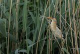 Bączek, Ixobrychus minutus, samiec