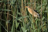 Bączek, Ixobrychus minutus, samiec