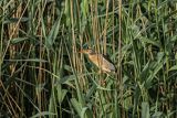 Bączek, Ixobrychus minutus, samiec