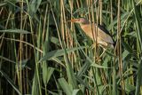 Bączek, Ixobrychus minutus, samiec