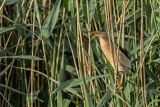 Bączek, Ixobrychus minutus, samiec