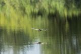 Bączek, Ixobrychus minutus, samiec