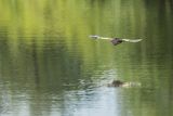 Bączek, Ixobrychus minutus, samiec