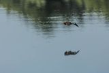 Bączek, Ixobrychus minutus, samiec