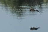 Bączek, Ixobrychus minutus, samiec