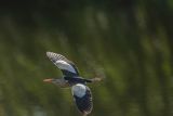 Bączek, Ixobrychus minutus, samiec