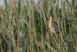 Bączek, Ixobrychus minutus, samiec